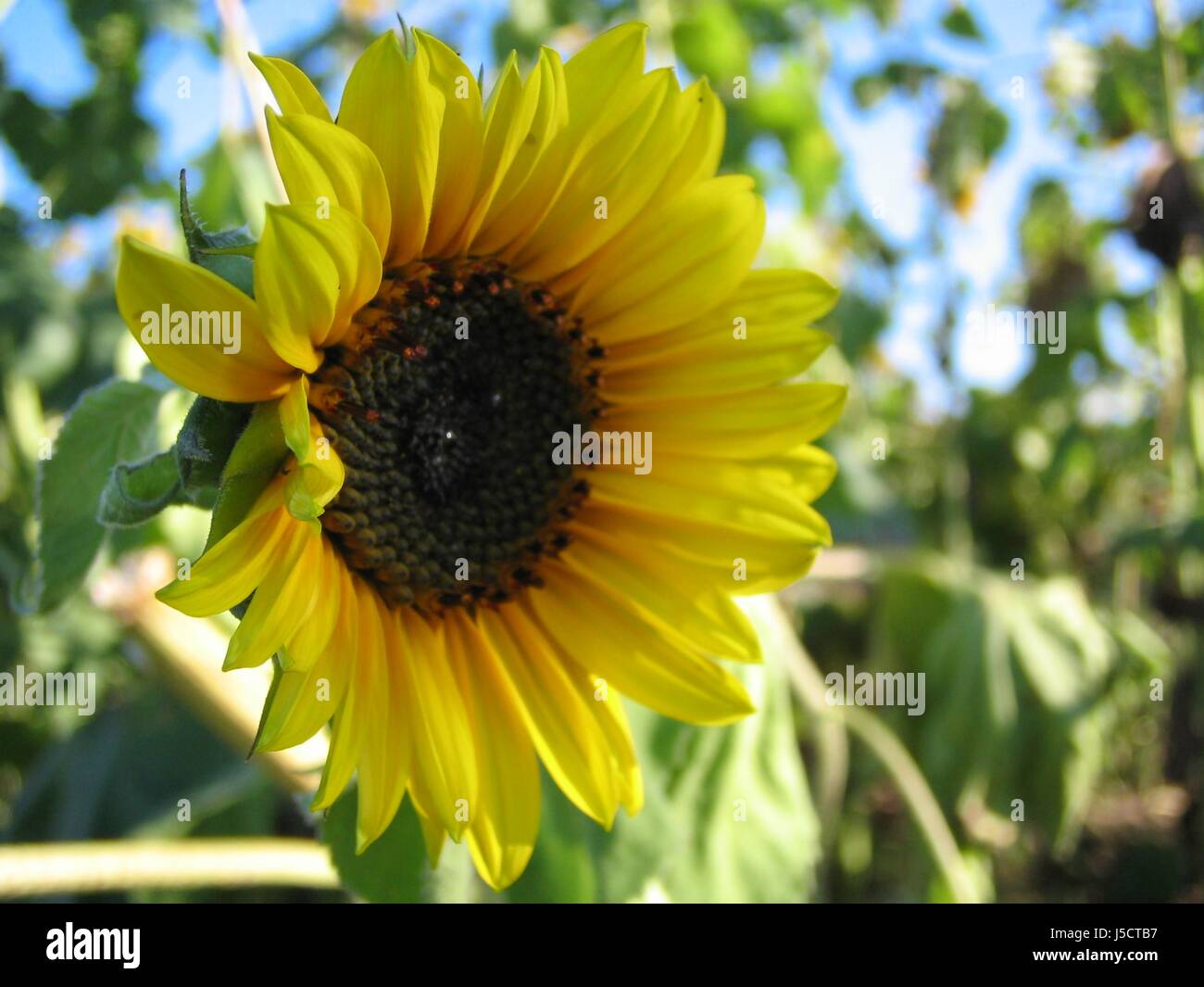 sonnenblmli Stock Photo