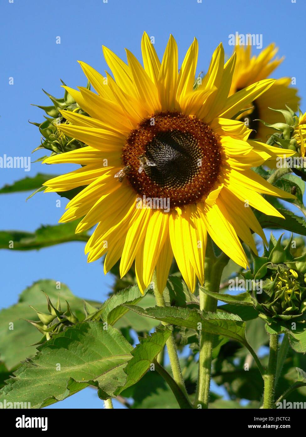 blue shine shines bright lucent light serene luminous food aliment macro Stock Photo