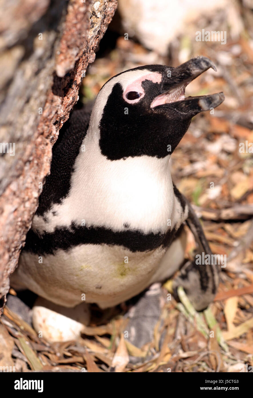 african penguin,spheniscus demersus Stock Photo