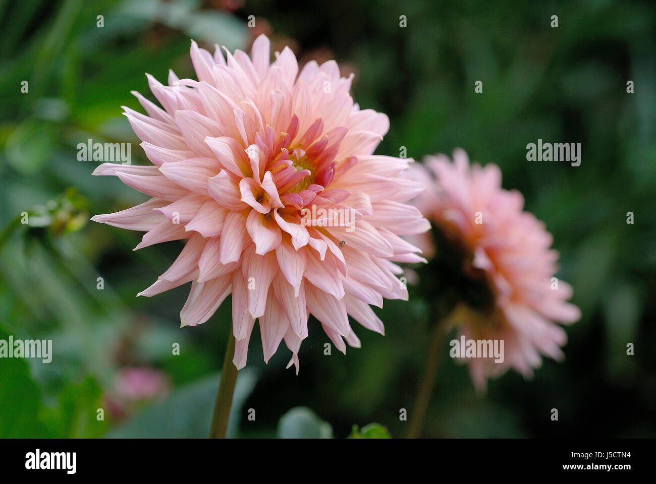 2 dahlias hi-res stock photography and images - Alamy