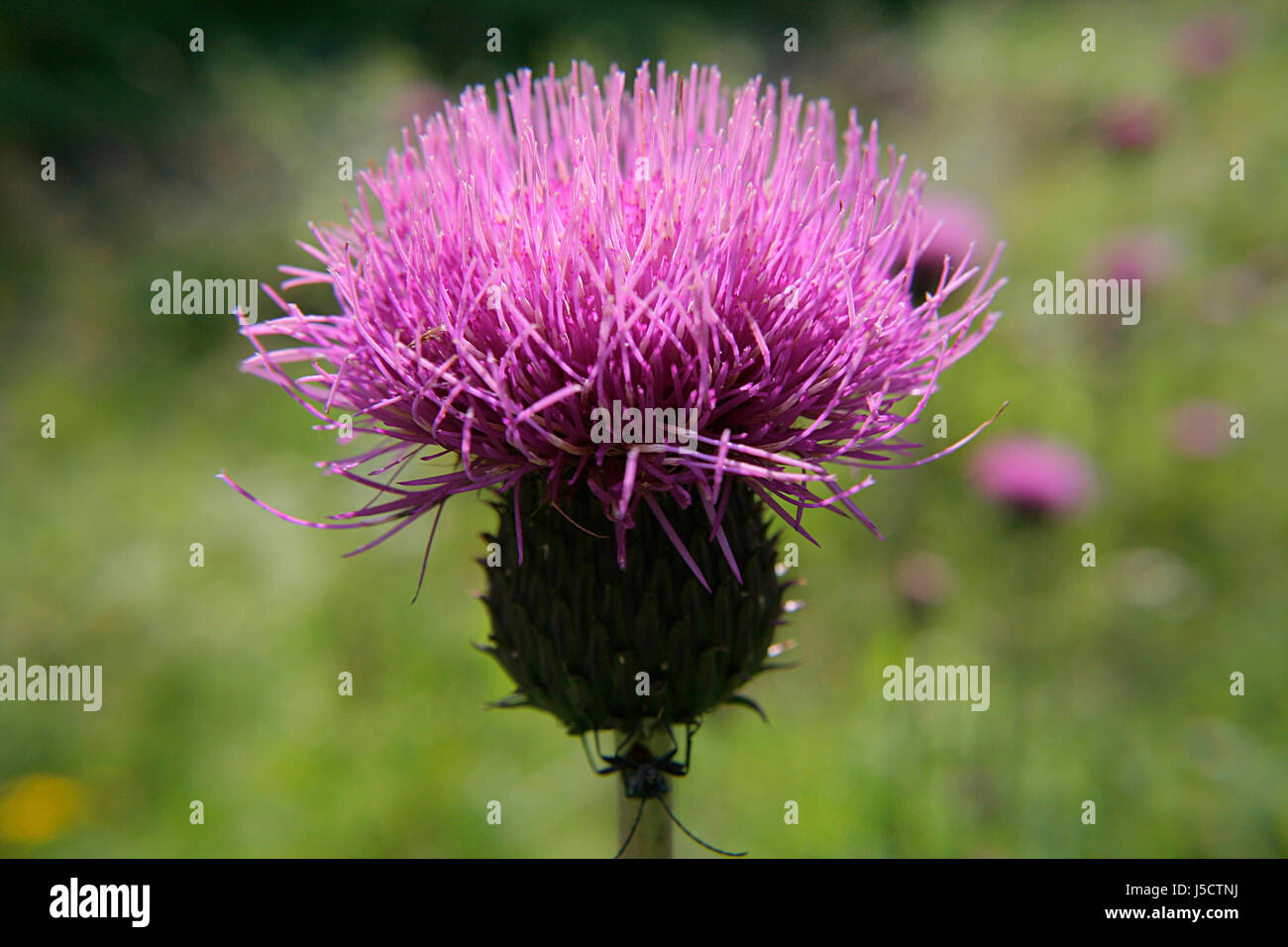 bloom blossom flourish flourishing austria blossoms thistle alpine flora alpine Stock Photo