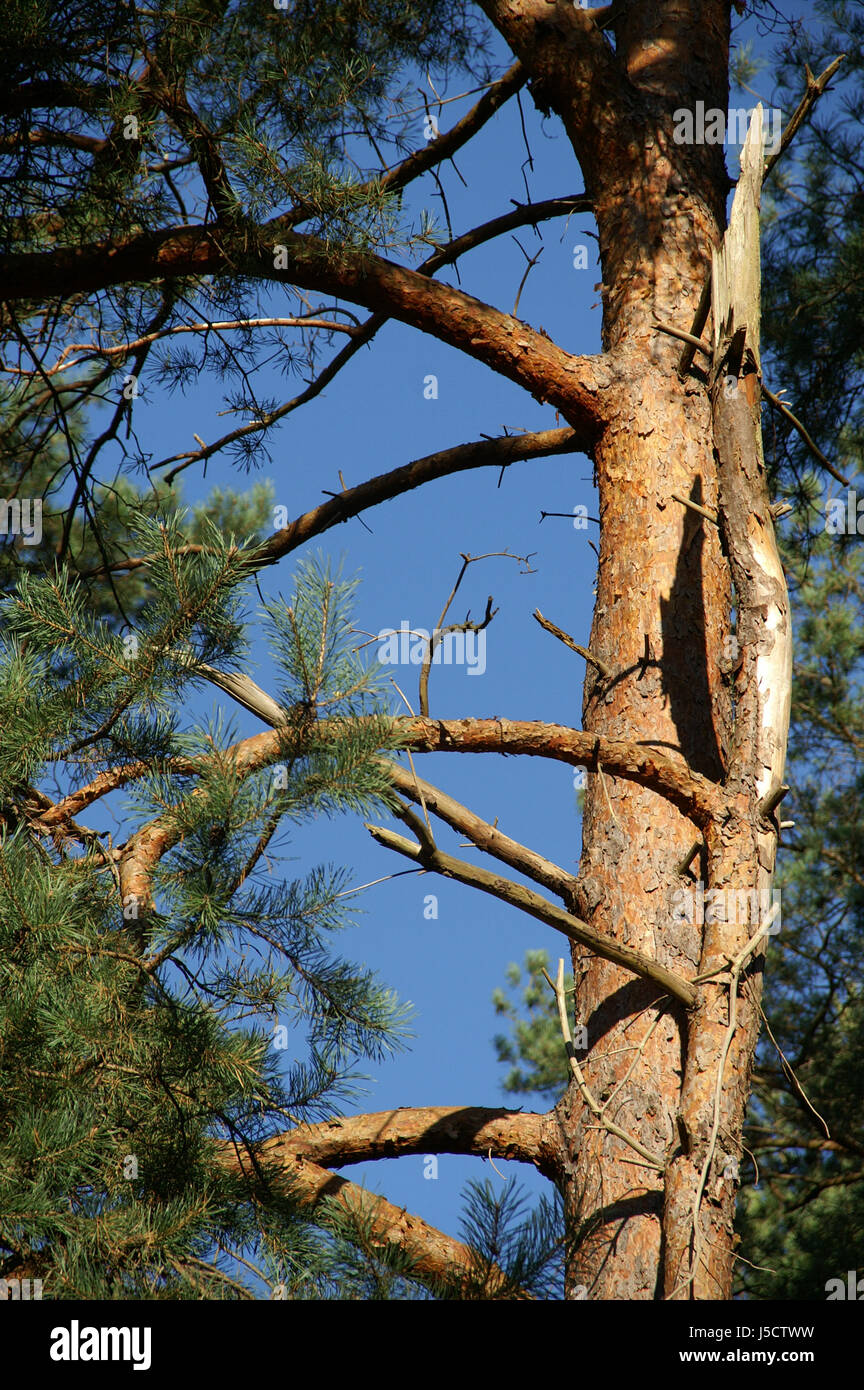 blue tree trees pine hike go hiking ramble nature-sanctuary branch conifer Stock Photo