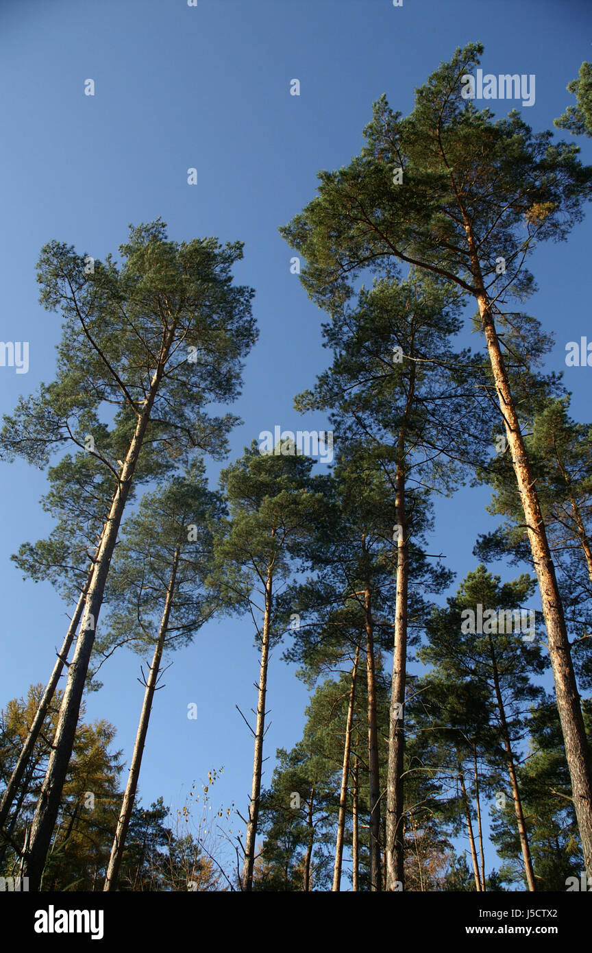 blue tree trees pine hike go hiking ramble nature-sanctuary branch conifer Stock Photo