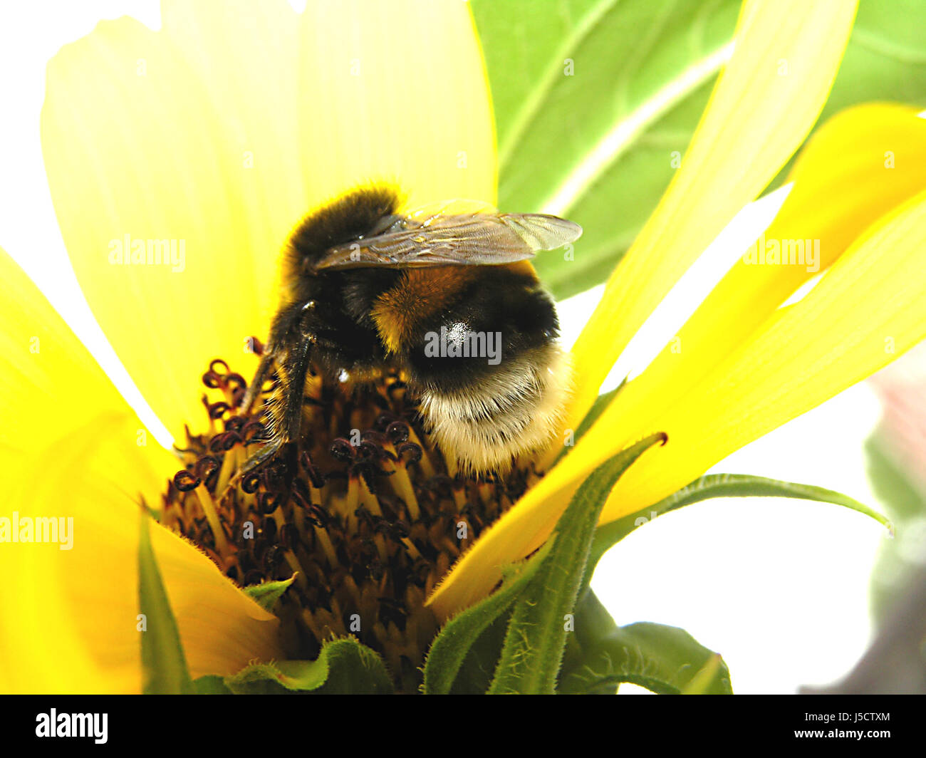 animal insect flower plant bumblebee bloom blossom flourish flourishing dust Stock Photo