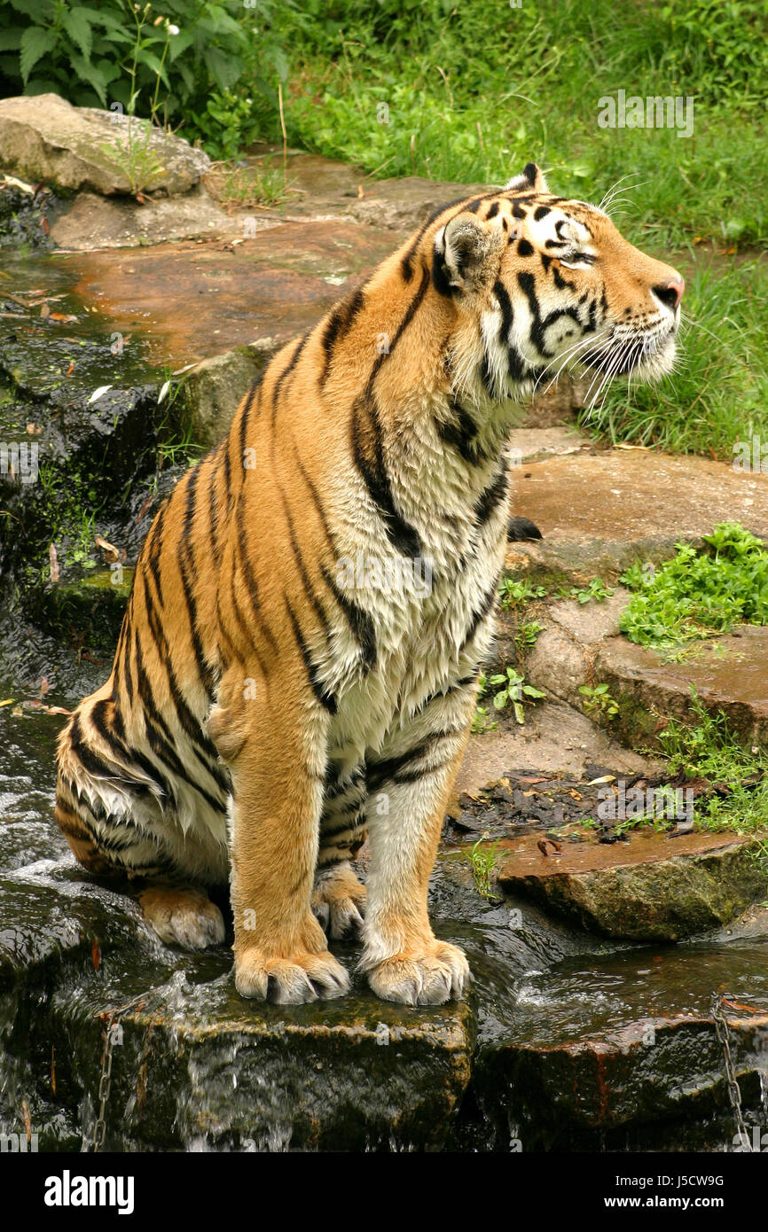 Amur ussuri hi-res stock photography and images - Alamy