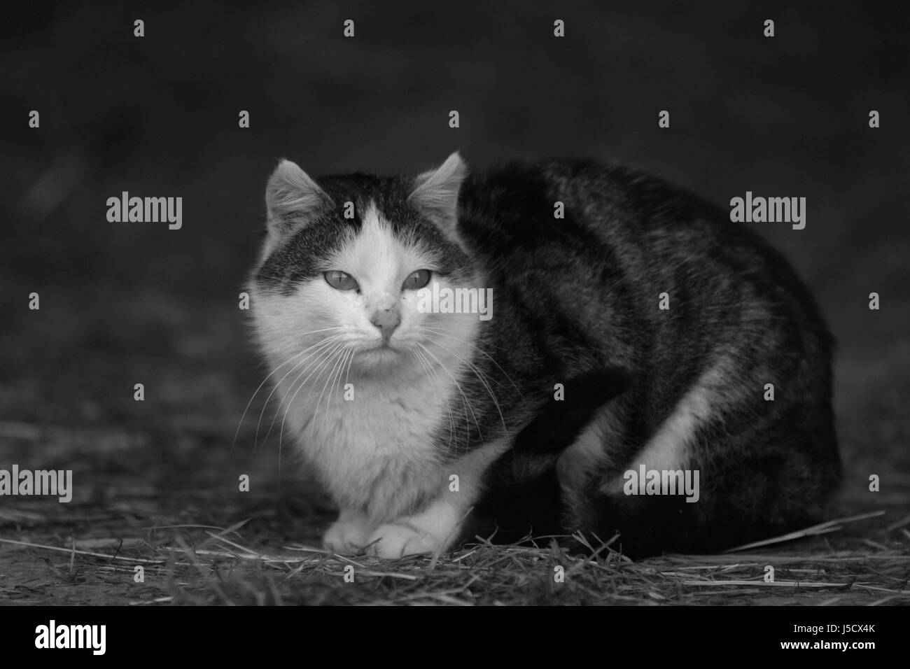 animal pet mammal curious nosey nosy bw lie lying lies solitary dapper Stock Photo