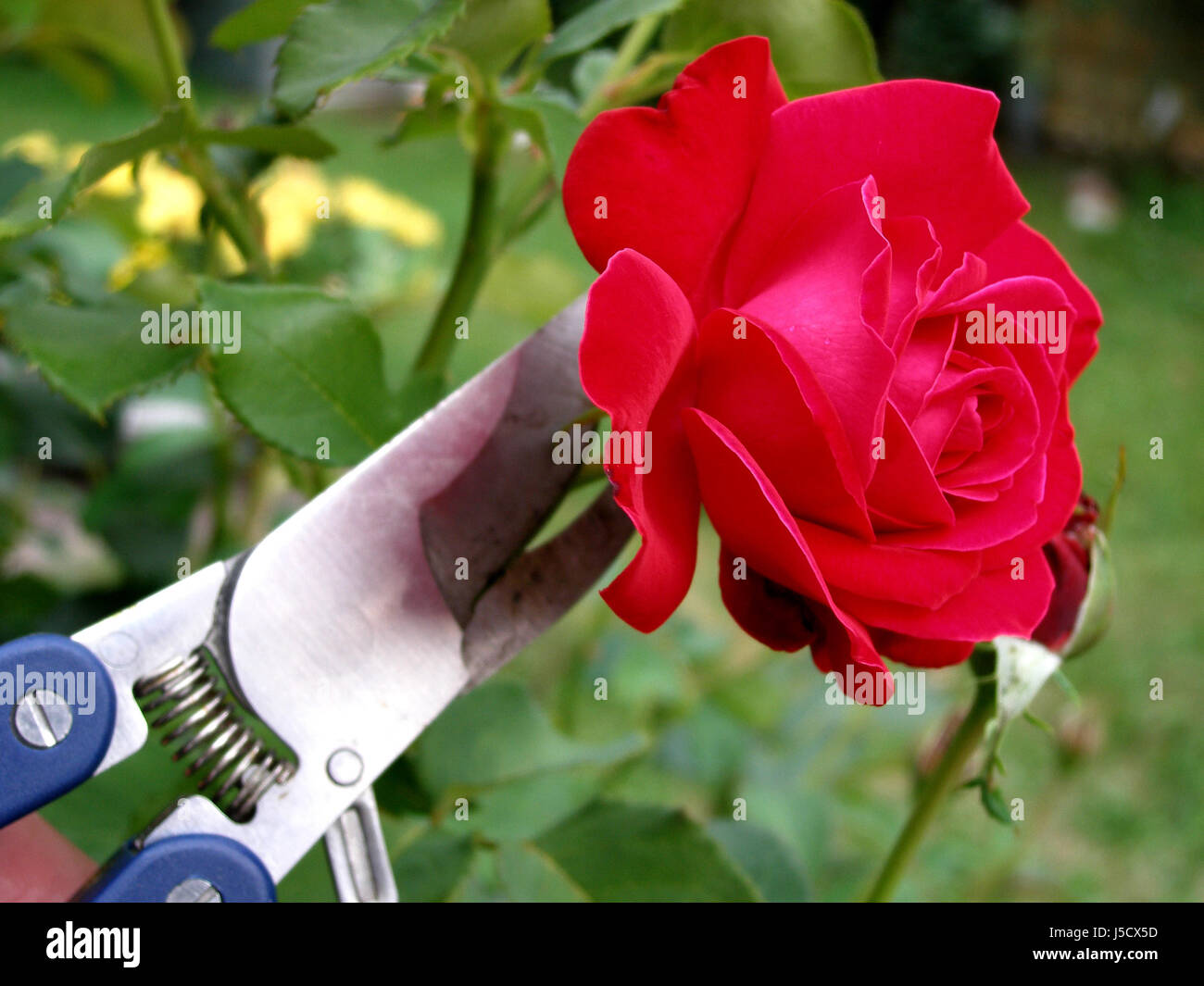 flower rose plant gardener gardening market-garden cut back secateurs secateur Stock Photo
