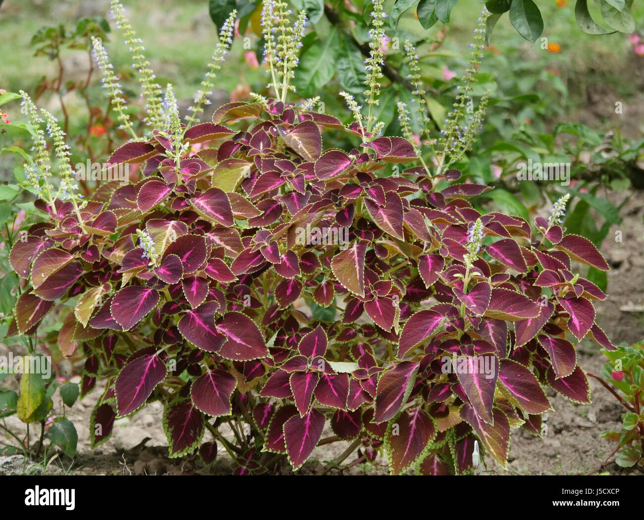 Plant with many known medicinal benefits Stock Photo