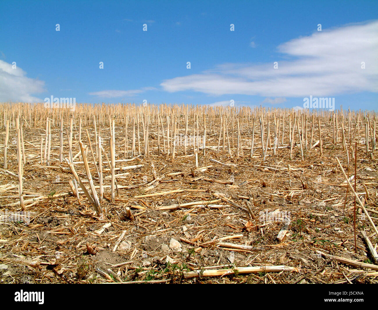 agriculture,farming,dryness,drought,stubble field,farmer,harvest,grain,cereal Stock Photo