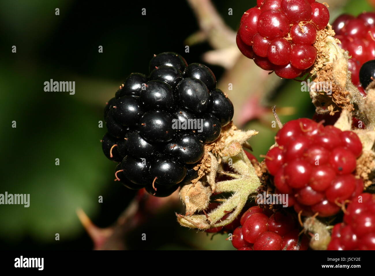 black swarthy jetblack deep black hairs fruit sting taste blackberries