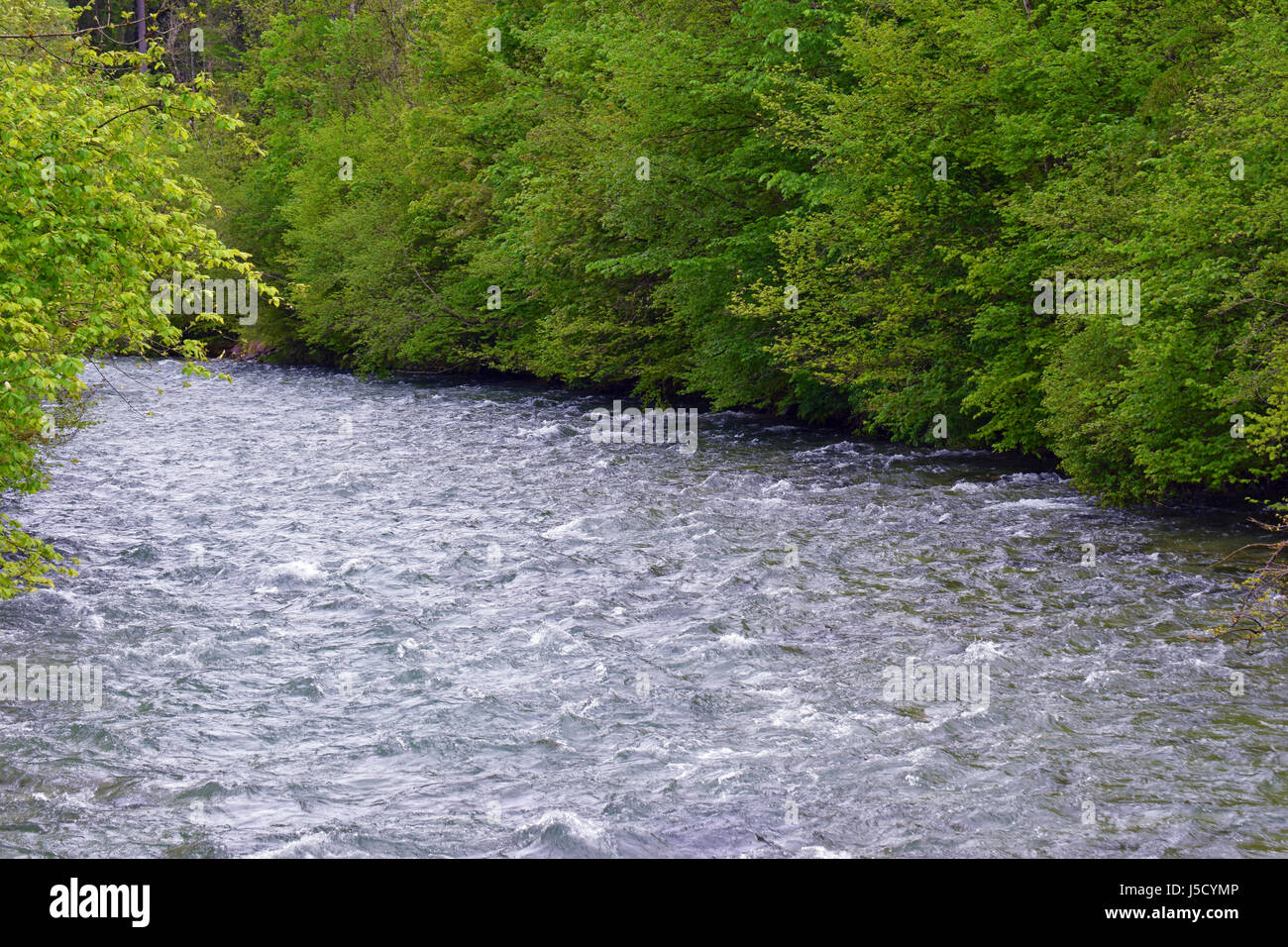 Flowing Berchtesgadener Ache river in Berchtesgaden, Bavaria, Germany Stock Photo
