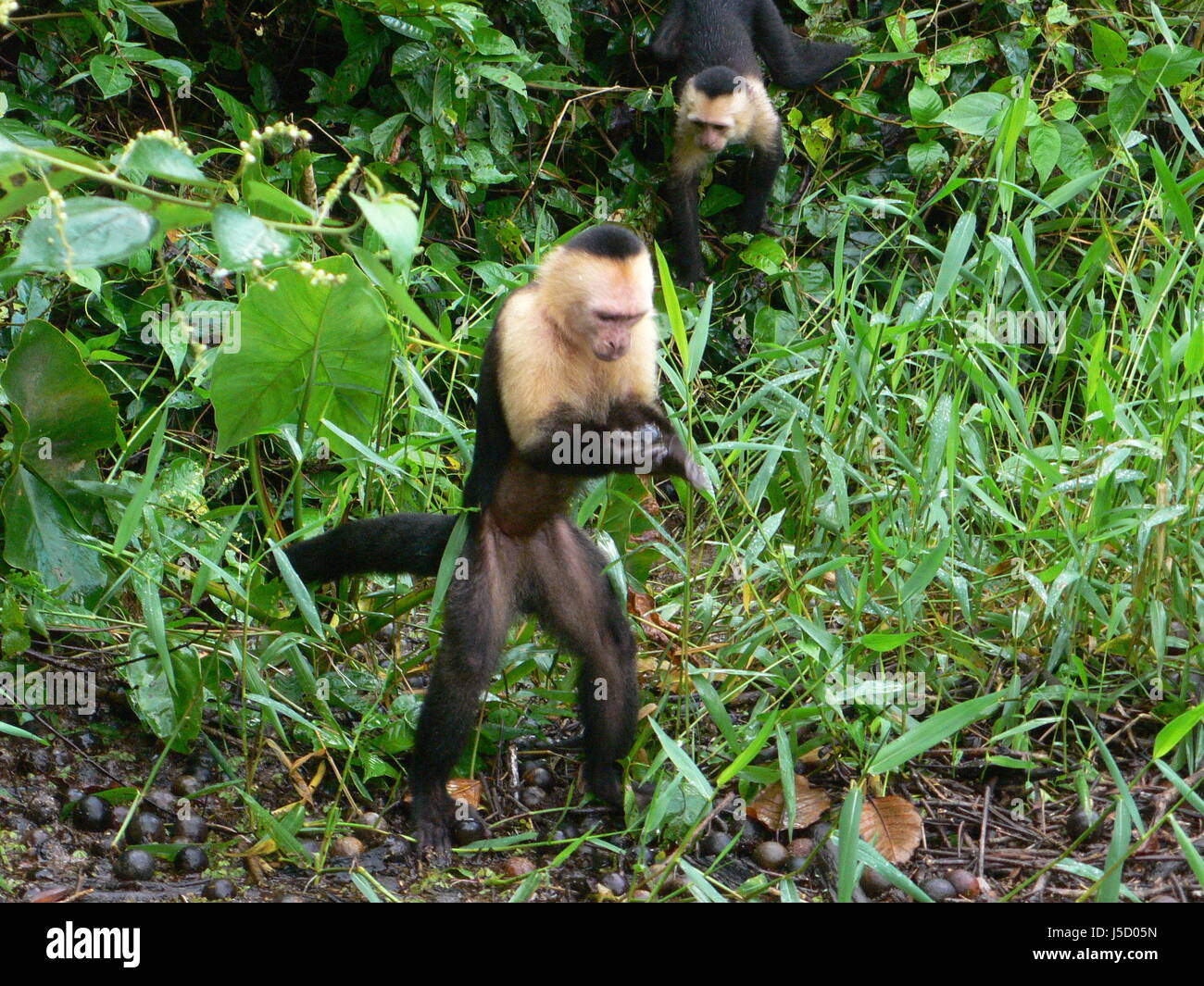 animals,monkey,america,central america,apes,water,costa rica Stock Photo Alamy