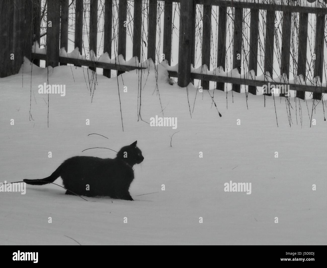 A black cat walks in the soft freshly snow in the backyard Stock Photo ...