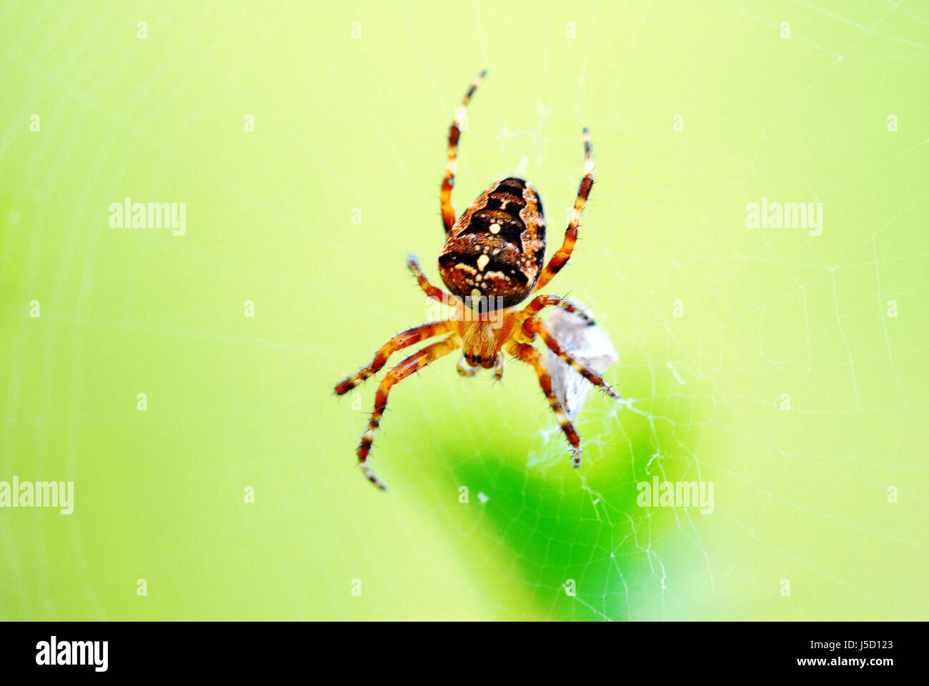 armored cross spider spin armour types longish species spot plating abdomen Stock Photo