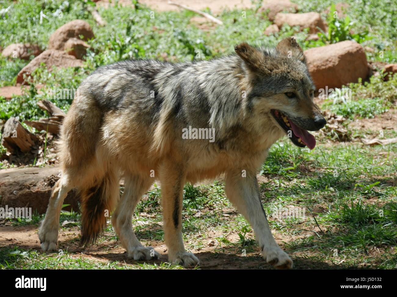 Mexican grey wolf full body shot A Mexican grey wolf walking with mouth  open Stock Photo - Alamy