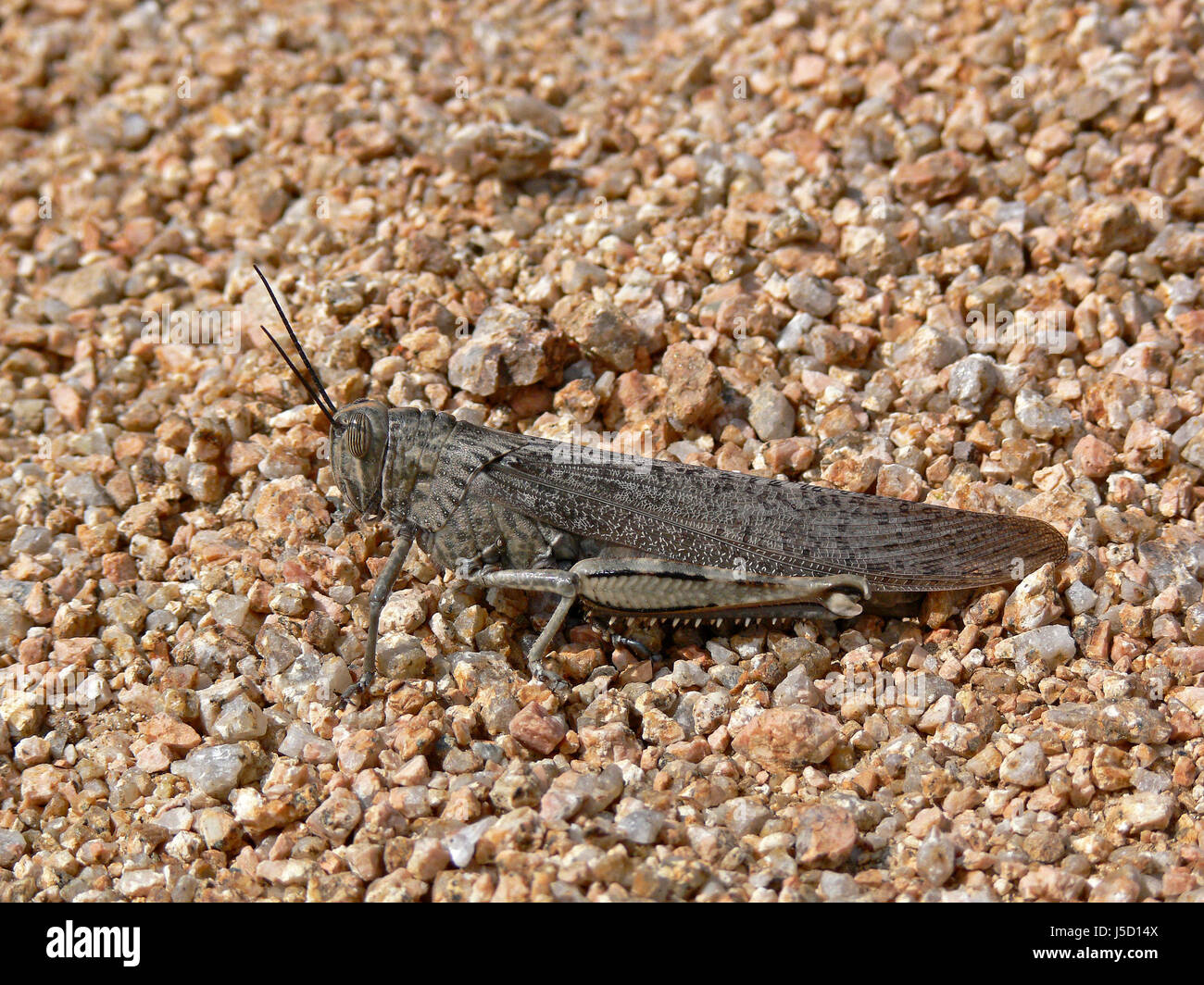 insects camouflage grasshopper locusts grasshoppers anacridium aegypticum Stock Photo