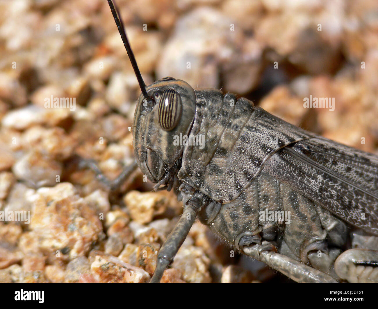 macro close-up macro admission close up view insects camouflage grasshopper Stock Photo