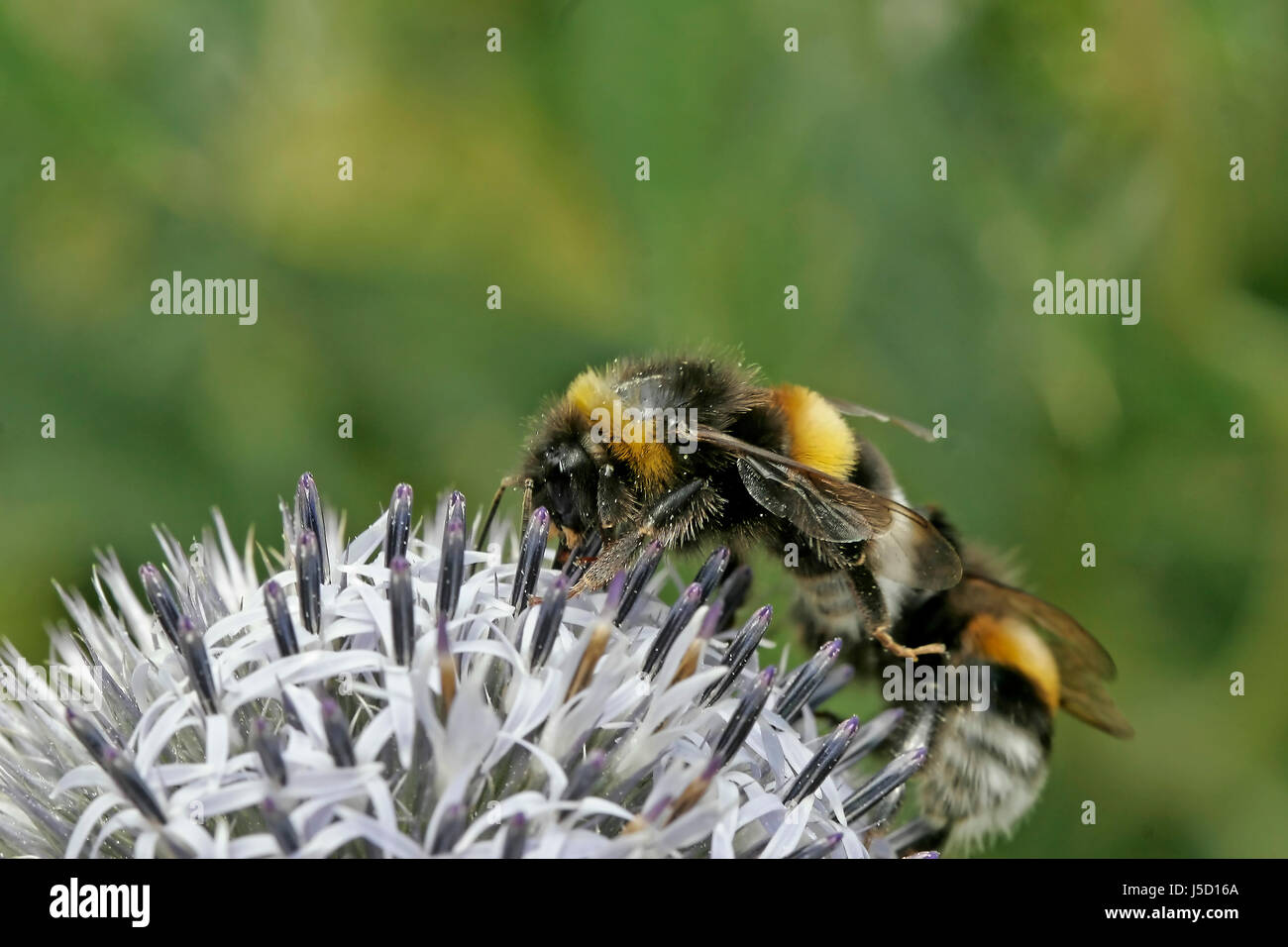 Bommel Insect insects bumblebee bumblebees bombus terrestris erdhummel bumblebee ...