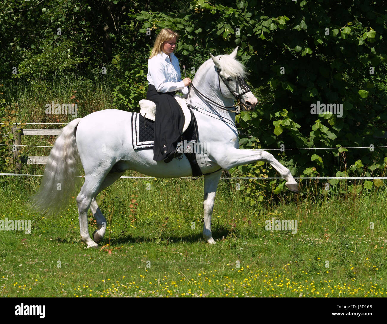 ride horse steps step dynamics dynamism horses gelding rider equestrian