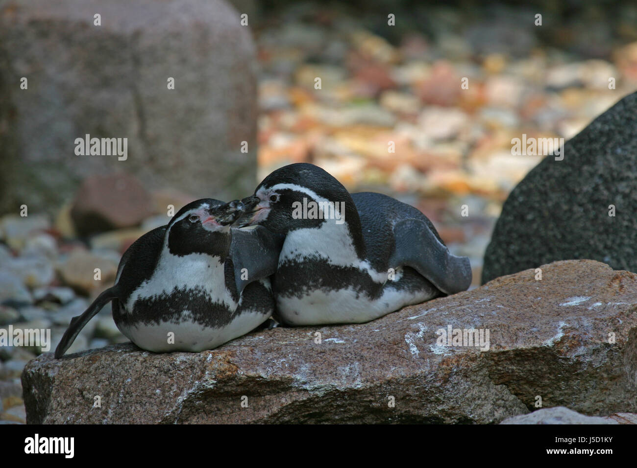 bird penguins birds south america faithfulness humboldt brillenpinguin Stock Photo