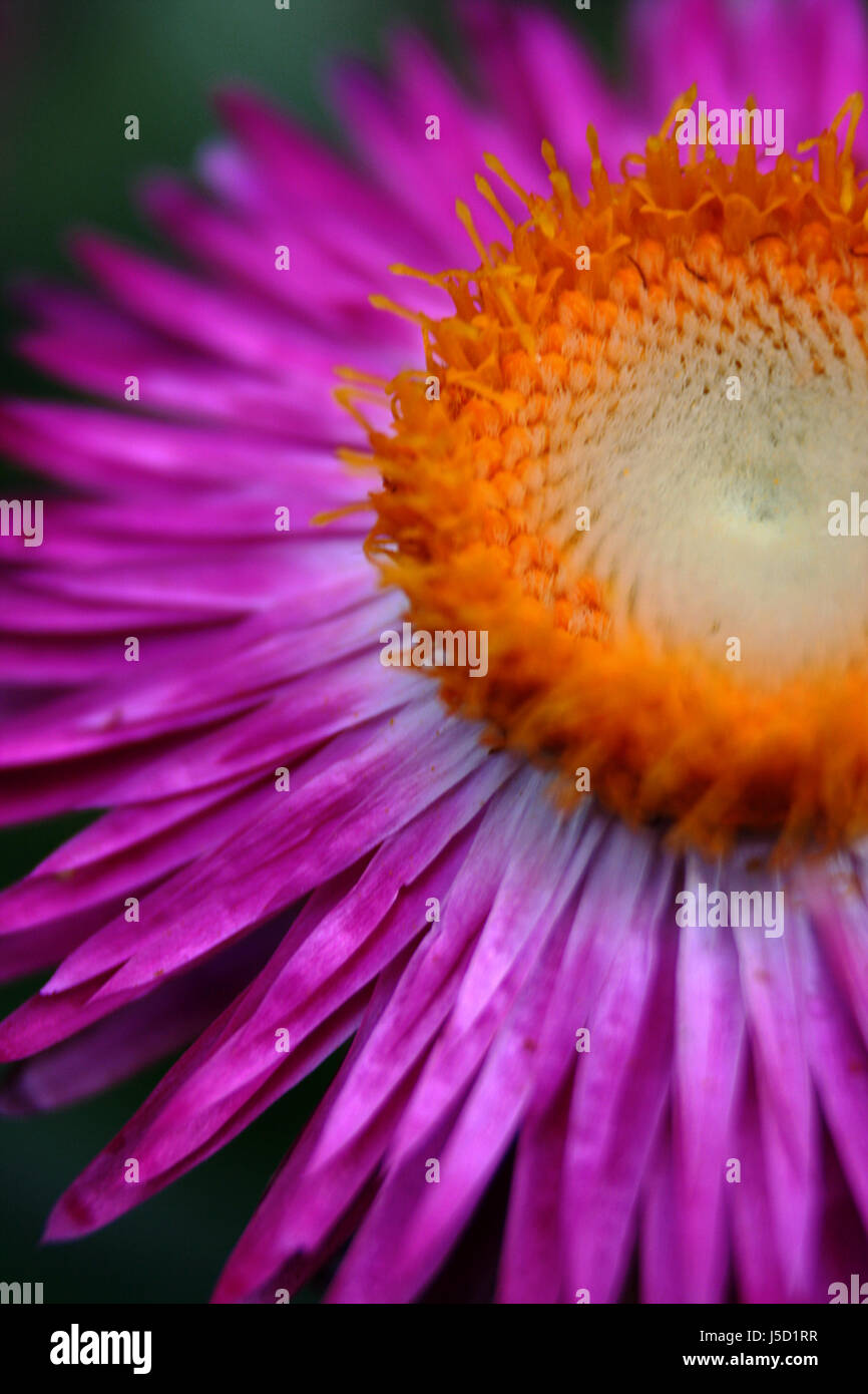 flower plant purple straw fall autumn gartenblume helichrysum knopse