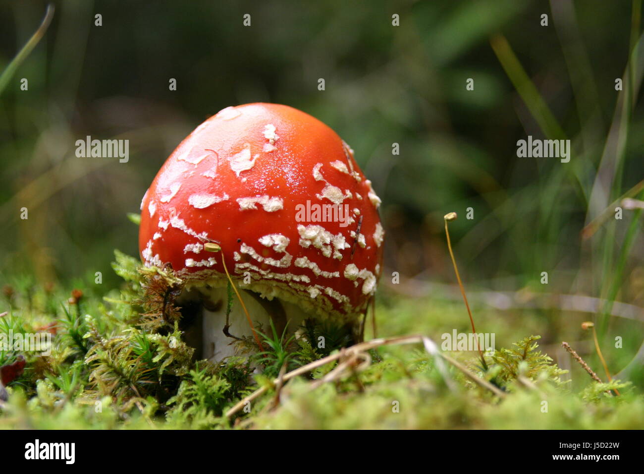 beautiful beauteously nice fly agaric red forest toxic poisonous amanita Stock Photo