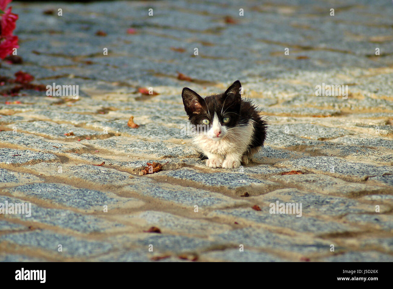 animal lost spain small tiny little short yard animal protection mosque Stock Photo