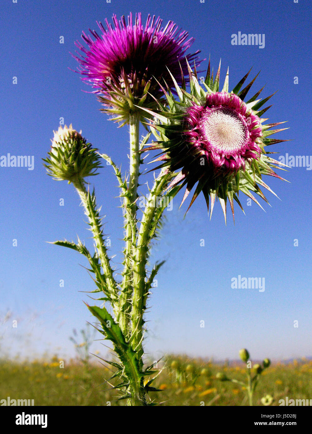 plant flower flowers blossoms prickle meadows thistles bleed nature nickende Stock Photo