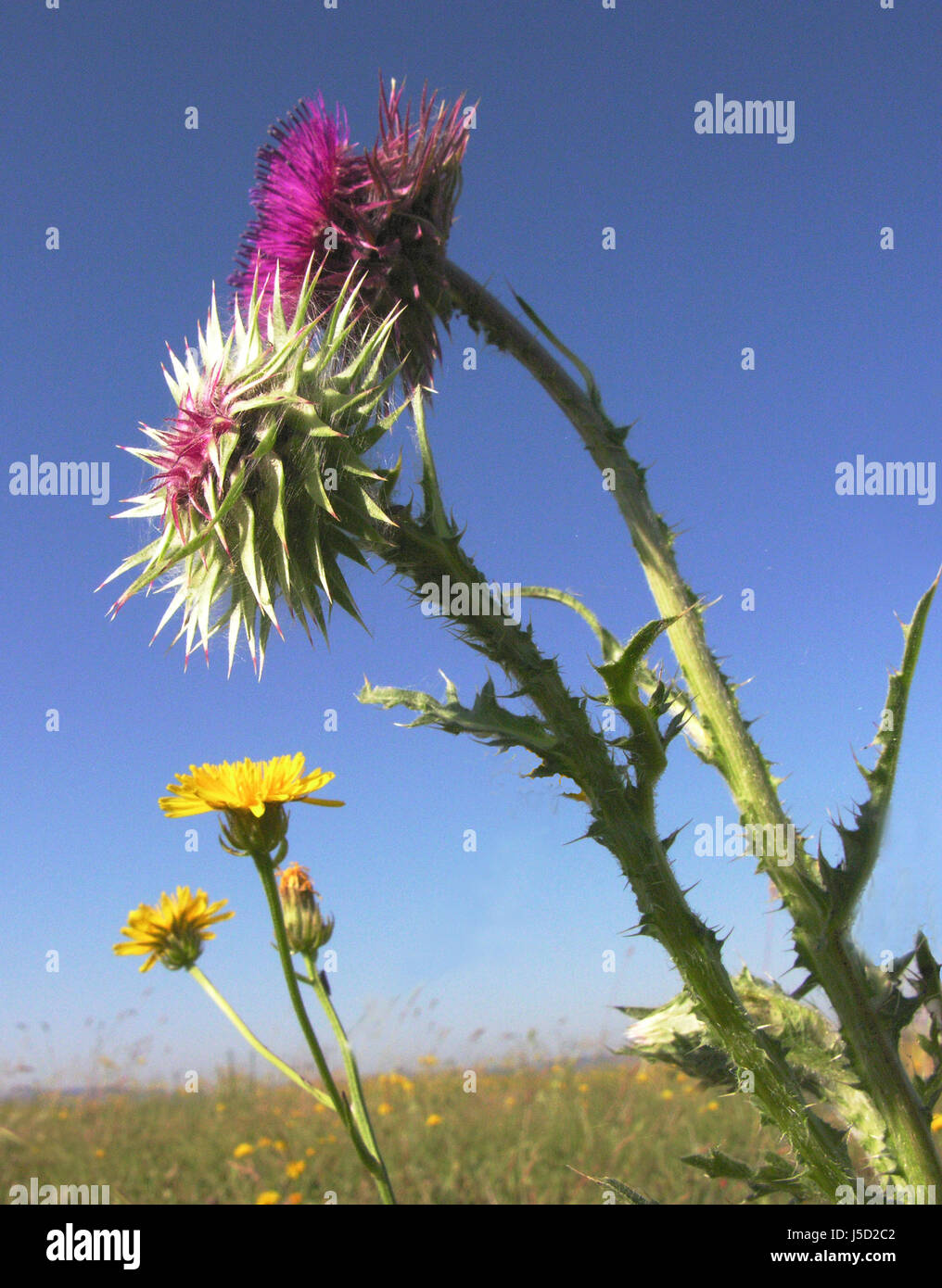 blossoms prickle meadows thistles colour bleed colors colours nature nickende Stock Photo