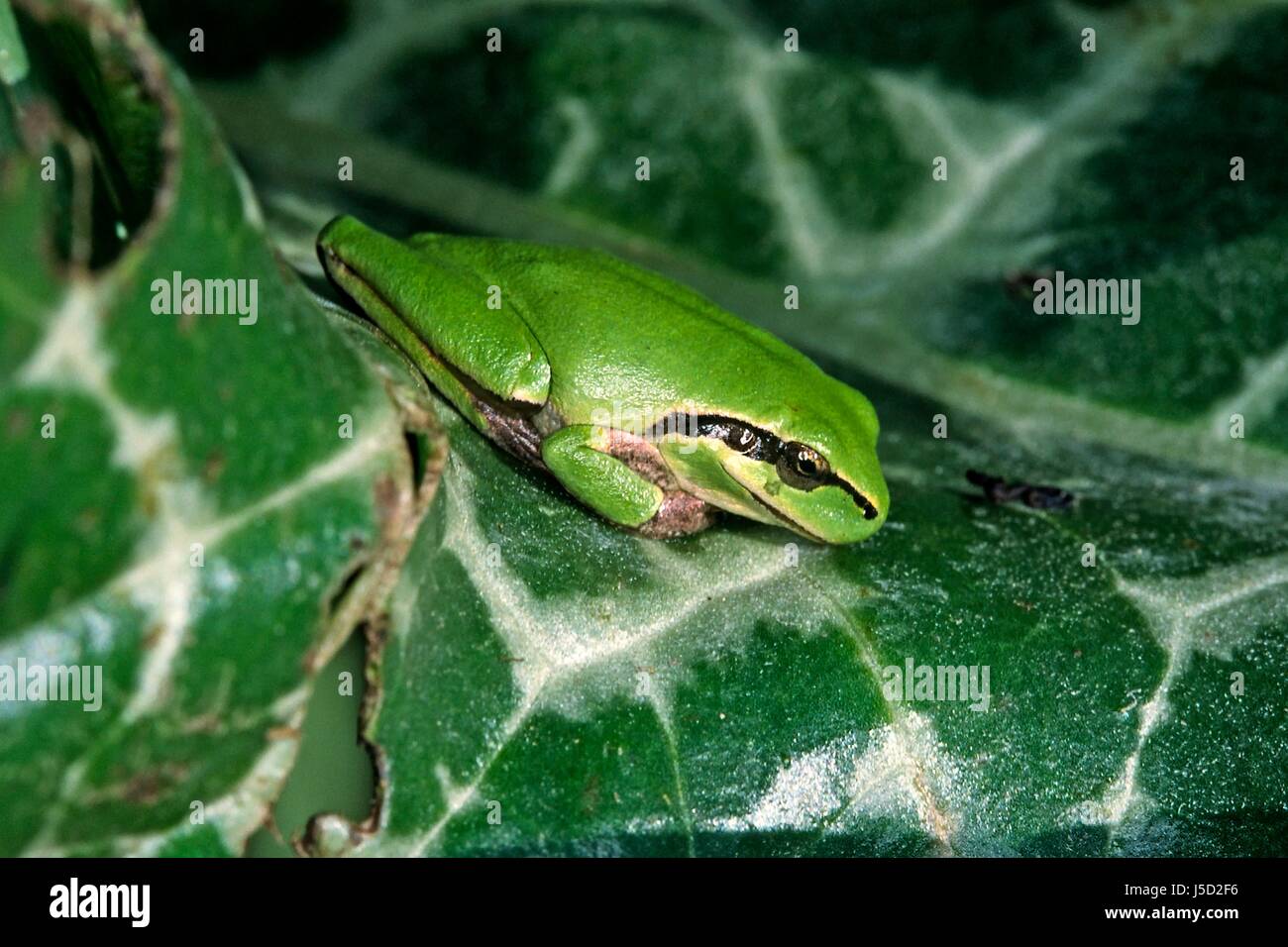 amphibians frog greenback tree frog frogs mittelmeer-laubfrosch hyla ...