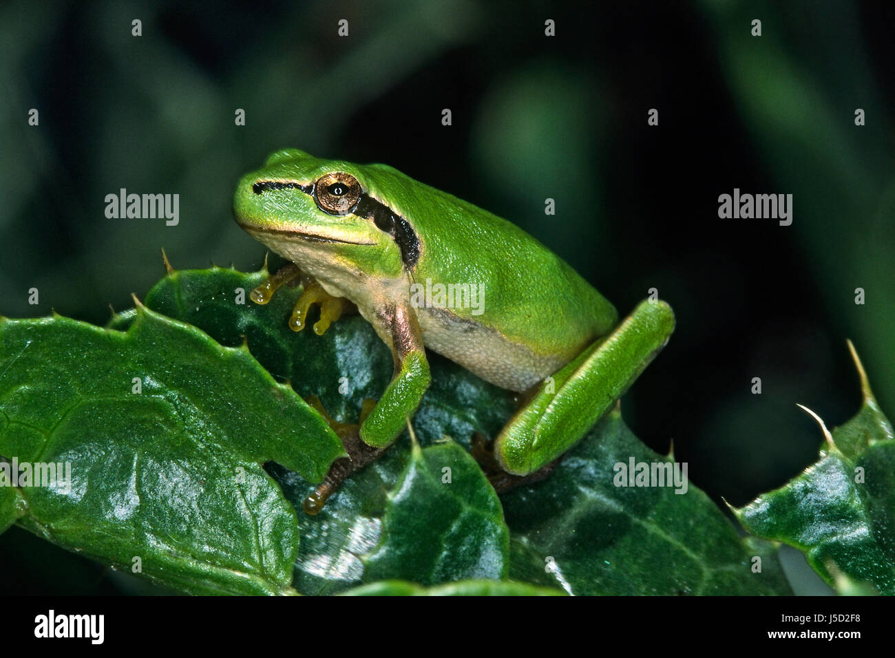 amphibians frog greenback tree frog frogs mittelmeer-laubfrosch hyla ...