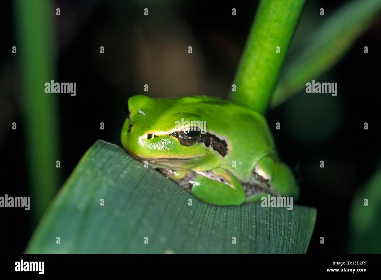 amphibians frog greenback tree frog frogs mittelmeer-laubfrosch hyla ...