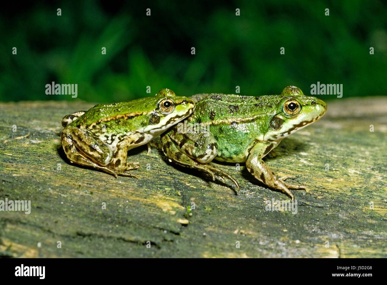 entertainment suns communication amphibians frog habitat frogs married ...