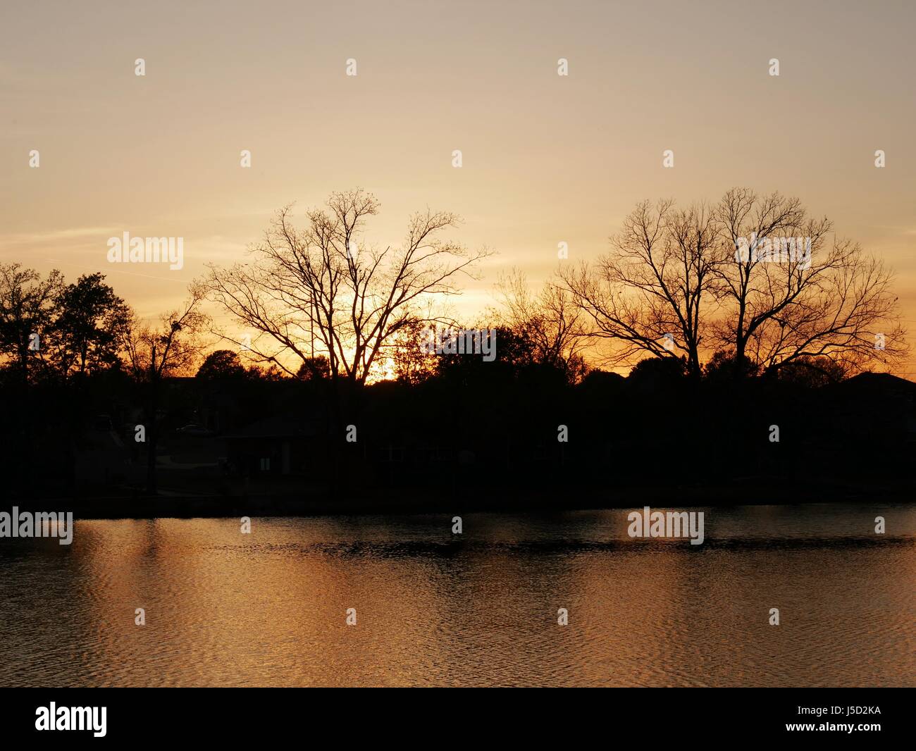 Closeup silhouettes of trees in sunset by the lake Golden light and ...