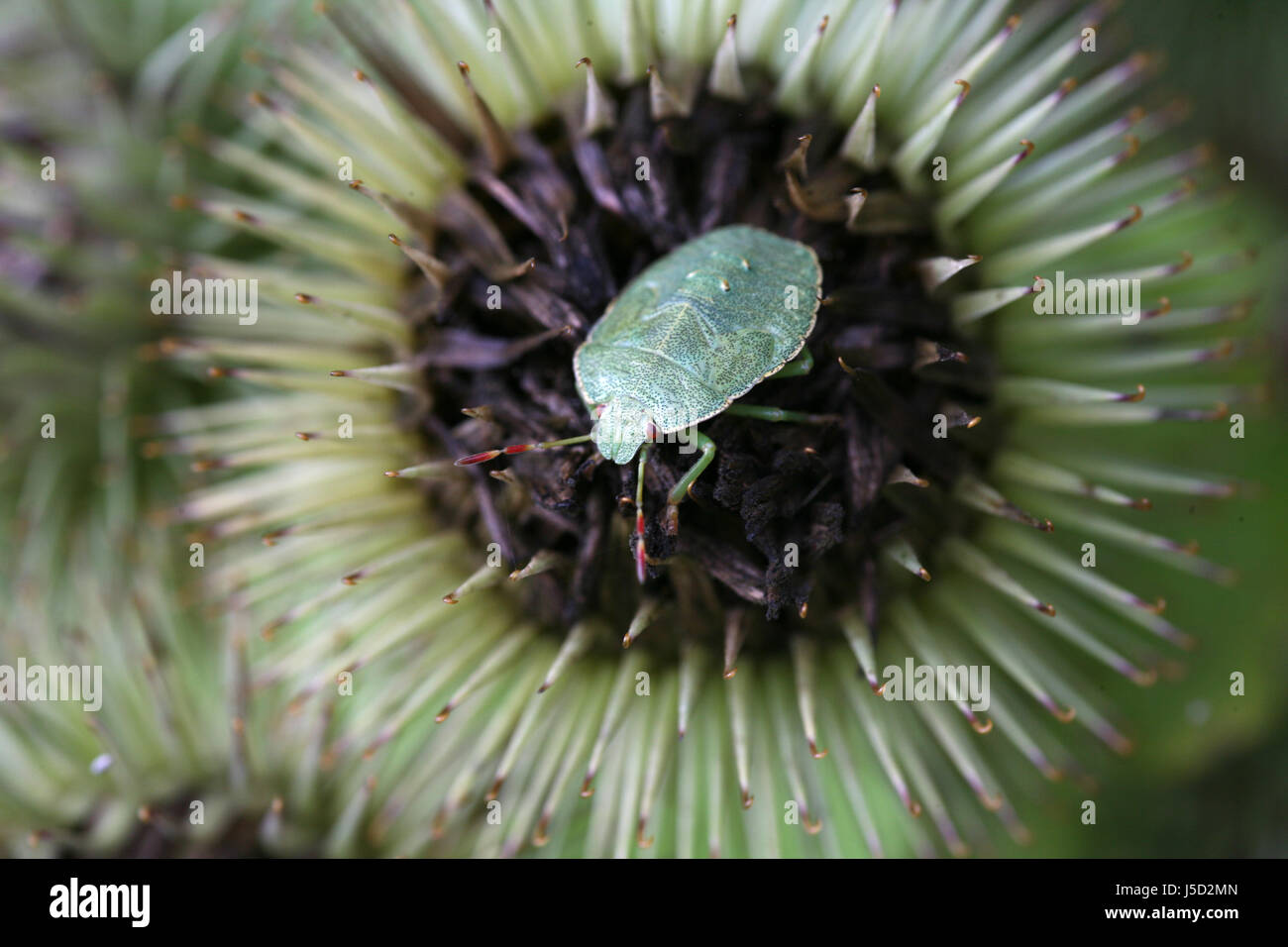 Greenmantle Insect animal insect green thistle antenna bug larva nature grne stinkwanze ...