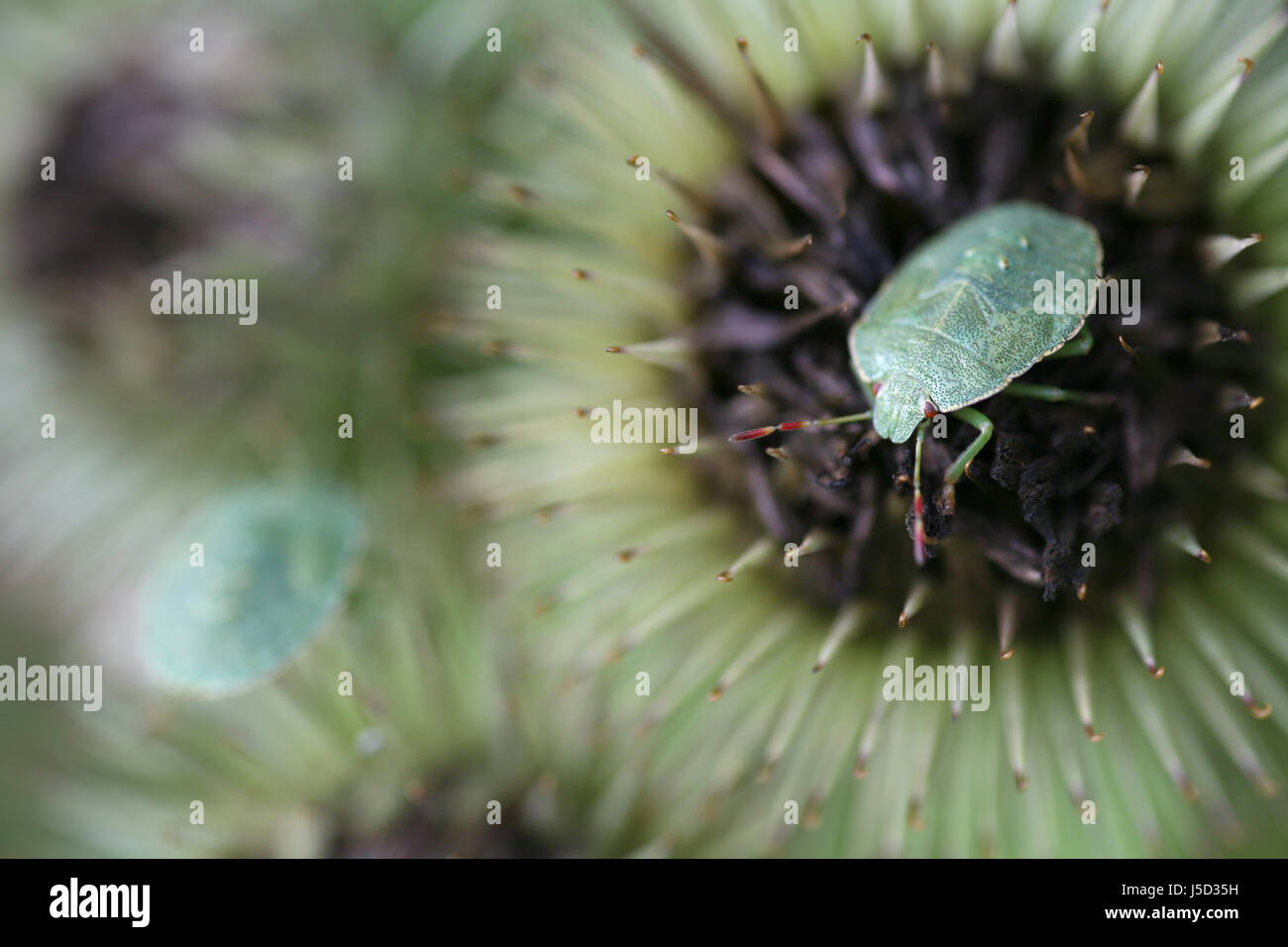 Greenmantle Insect animal insect green thistle antenna bug larva plant nature grne ...