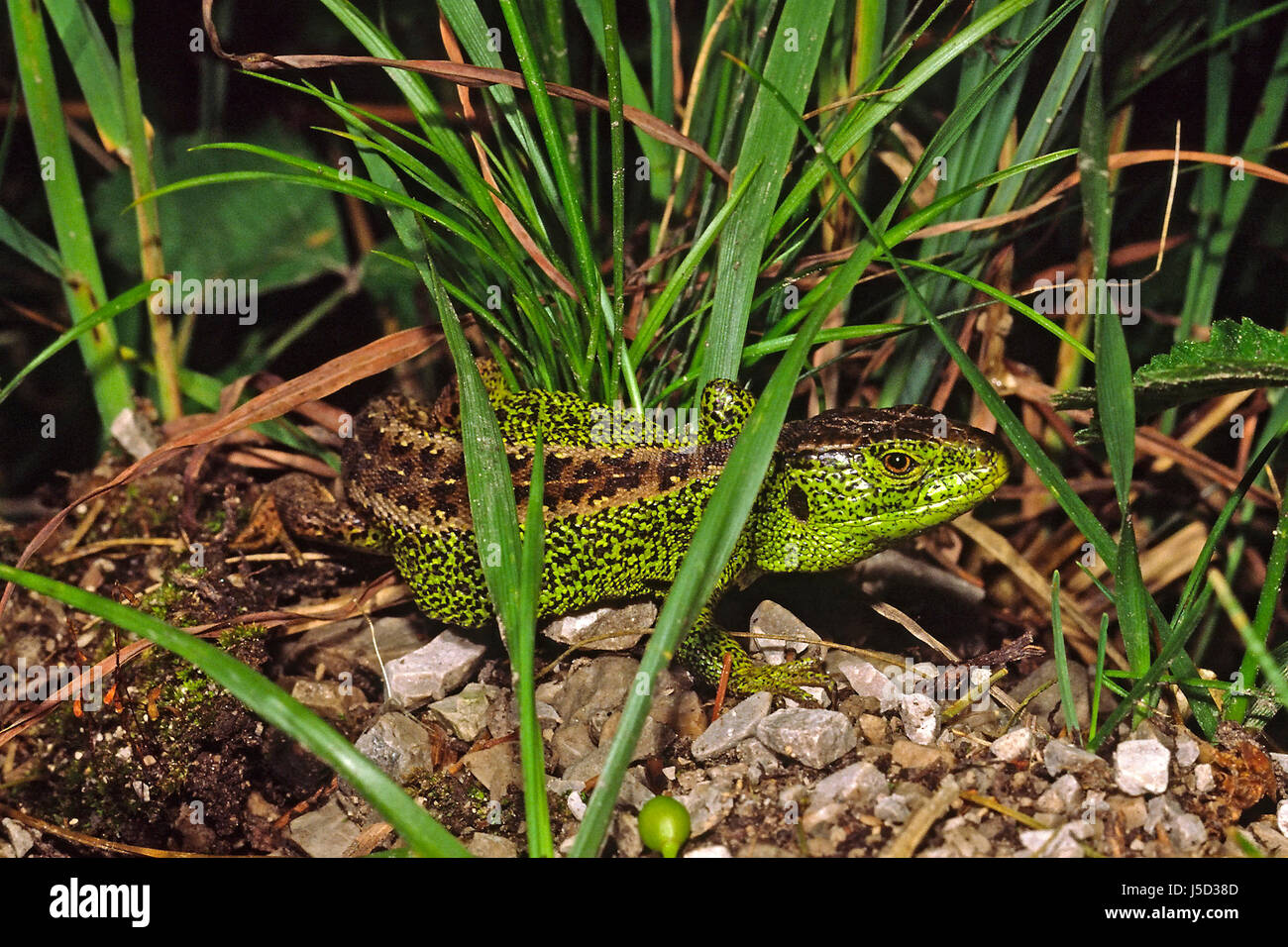 sand lizard,lacerta agilis (males Stock Photo - Alamy