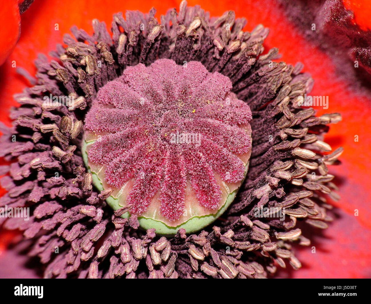 papaver orientalis,oriental poppy (detail Stock Photo Alamy