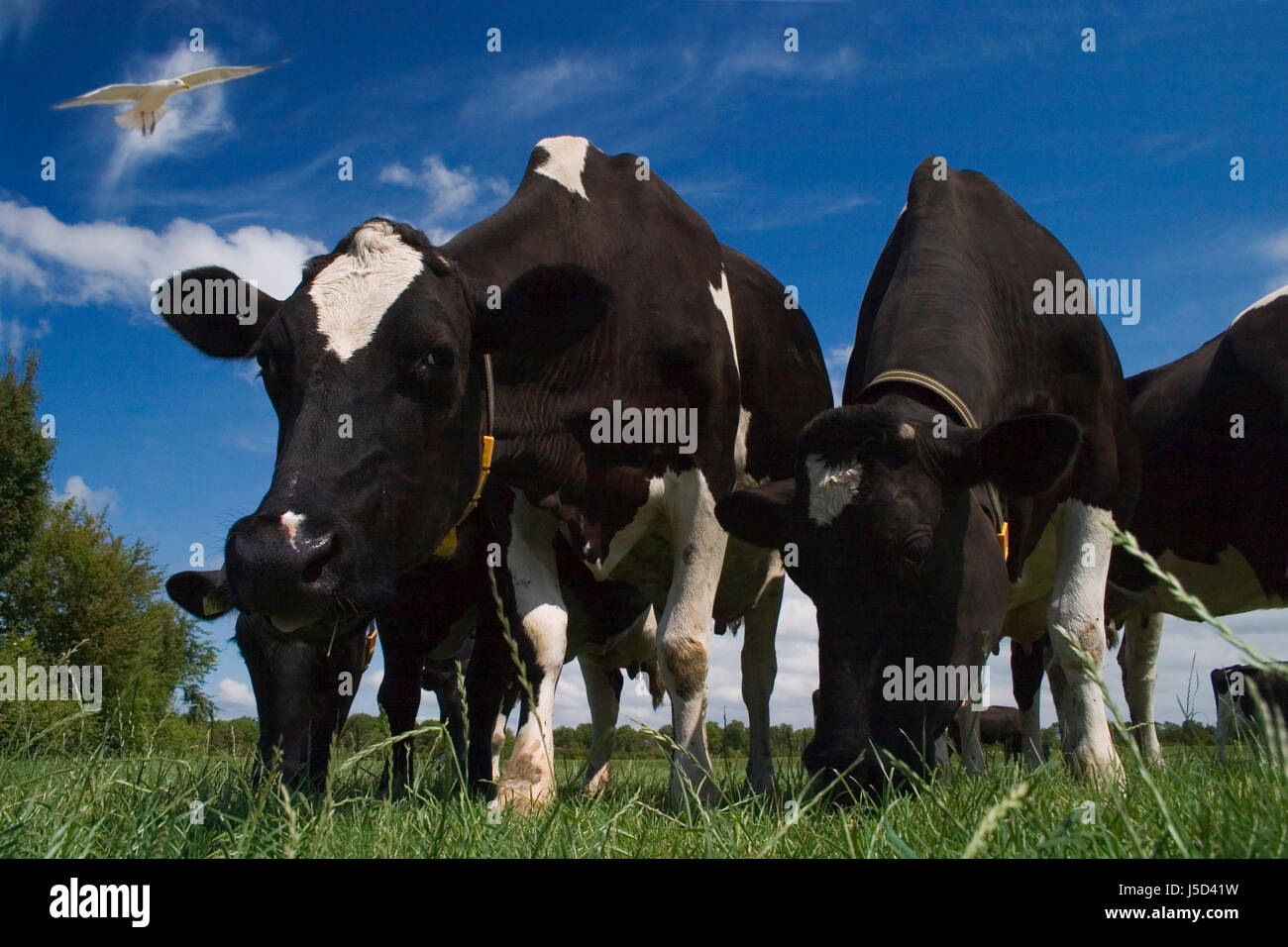 Milkers dairy cows milk cows hi-res stock photography and images - Alamy
