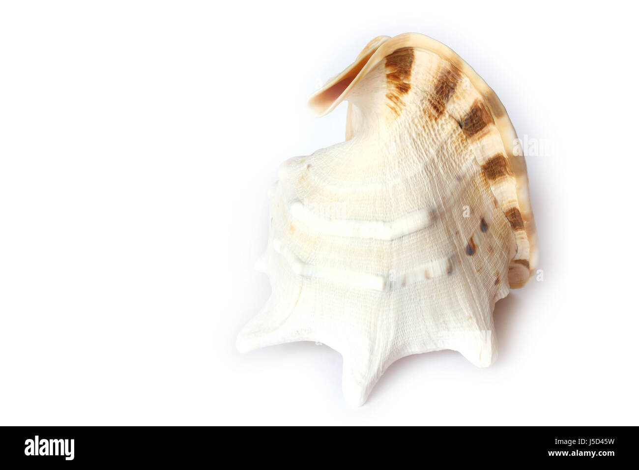 big beautiful seashell Stock Photo Alamy