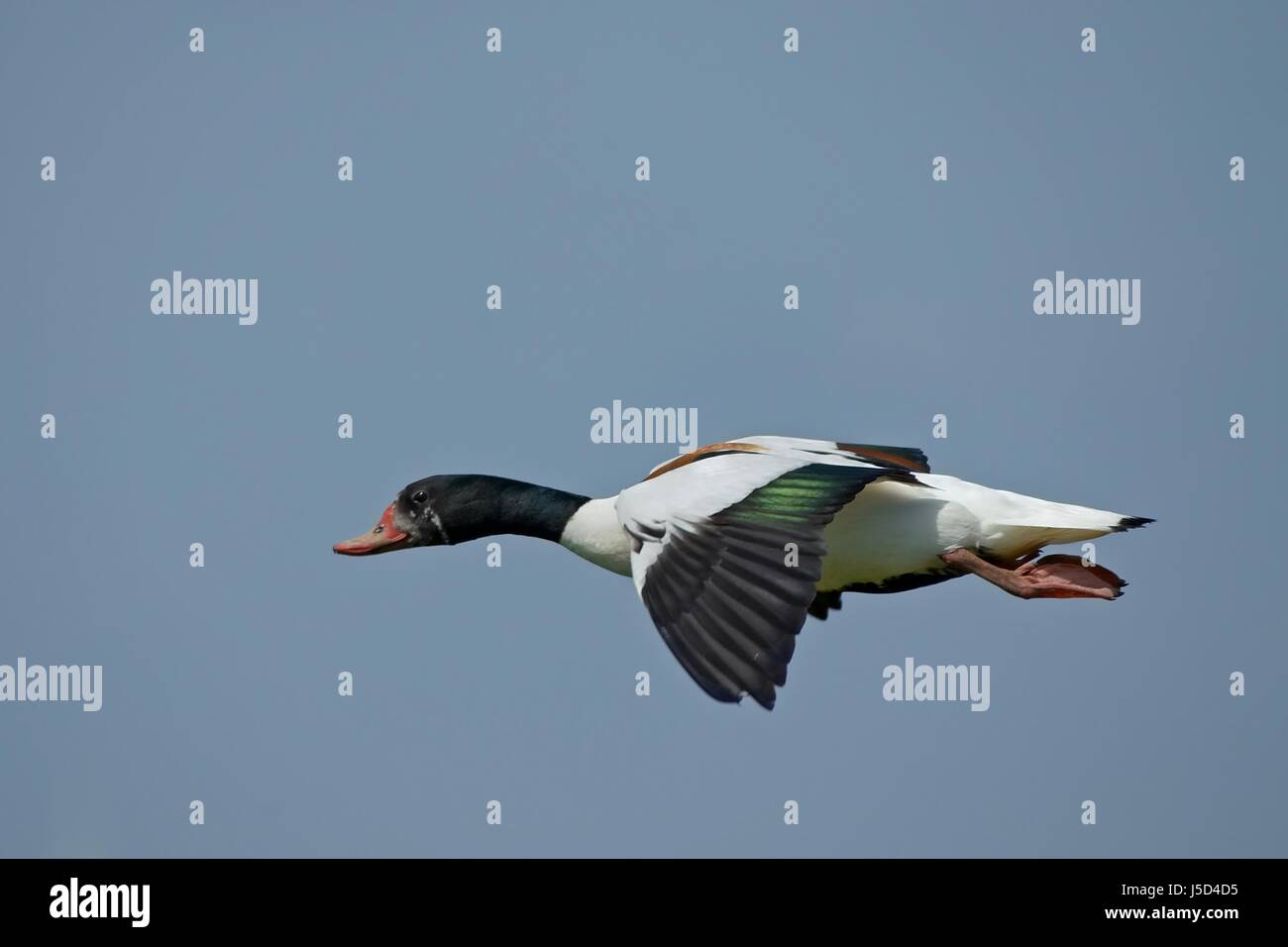 blue lateral one goose firmament sky fly flies flys flying 479 brandgans Stock Photo