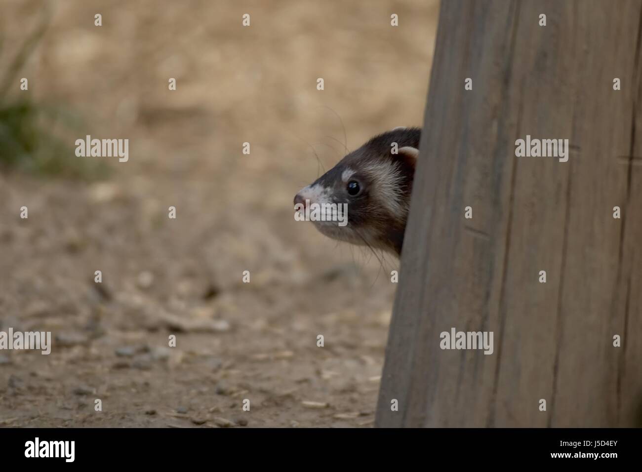 ferrets Stock Photo