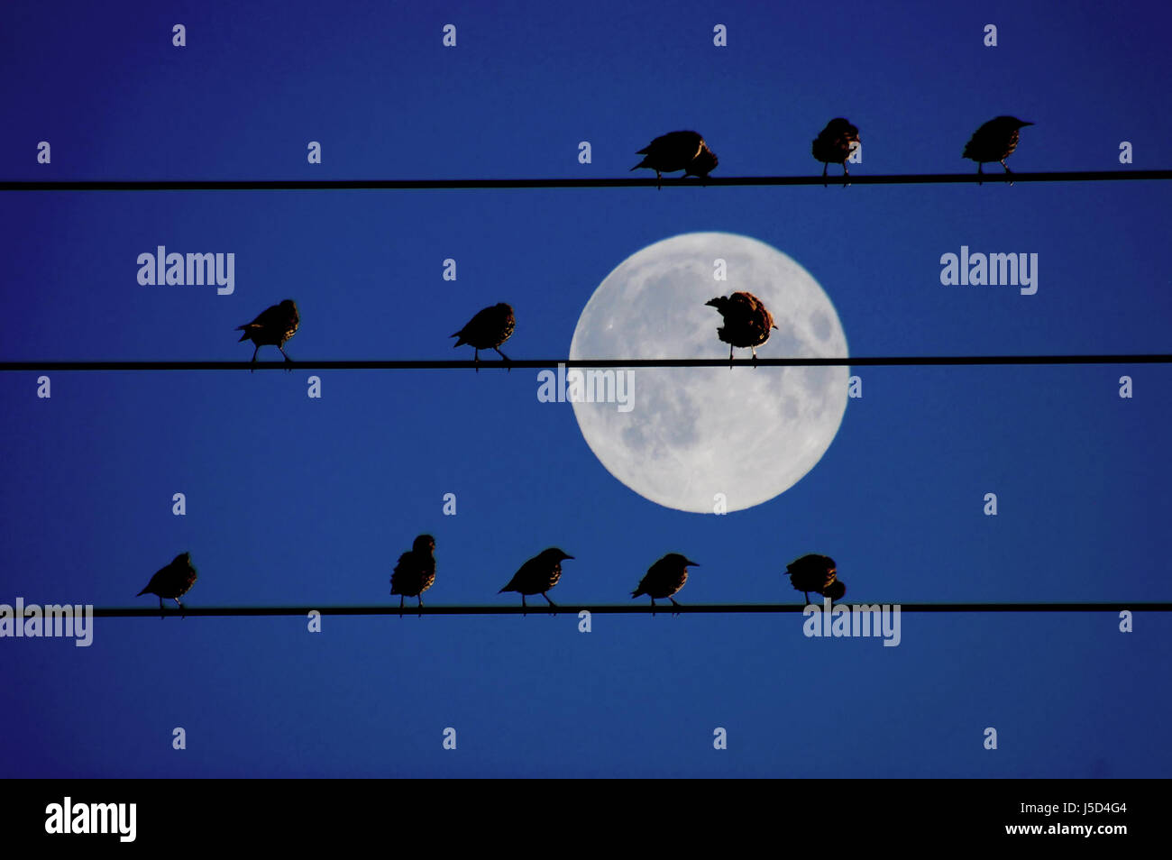 bird night nighttime night photograph birds moon full moon moonstruck