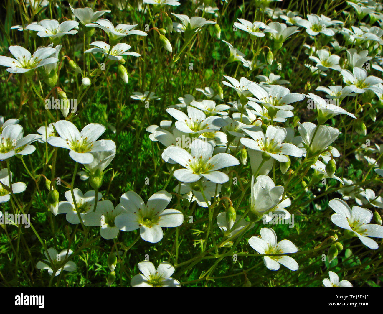 environment enviroment plant flower bloom blossom flourish flourishing flowers Stock Photo