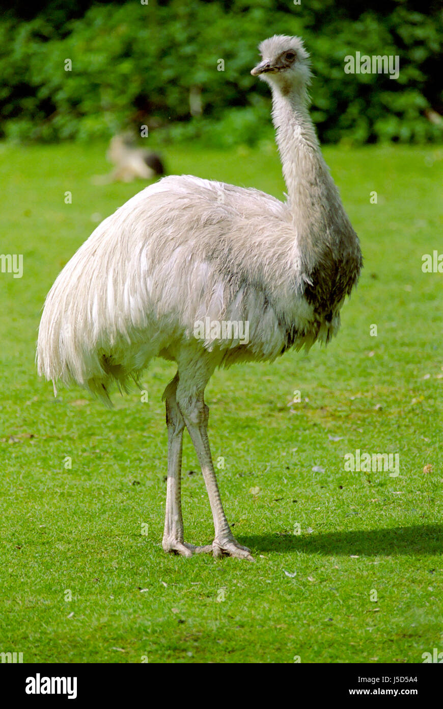 legs animal bird green birds wing australia toes feathers beak