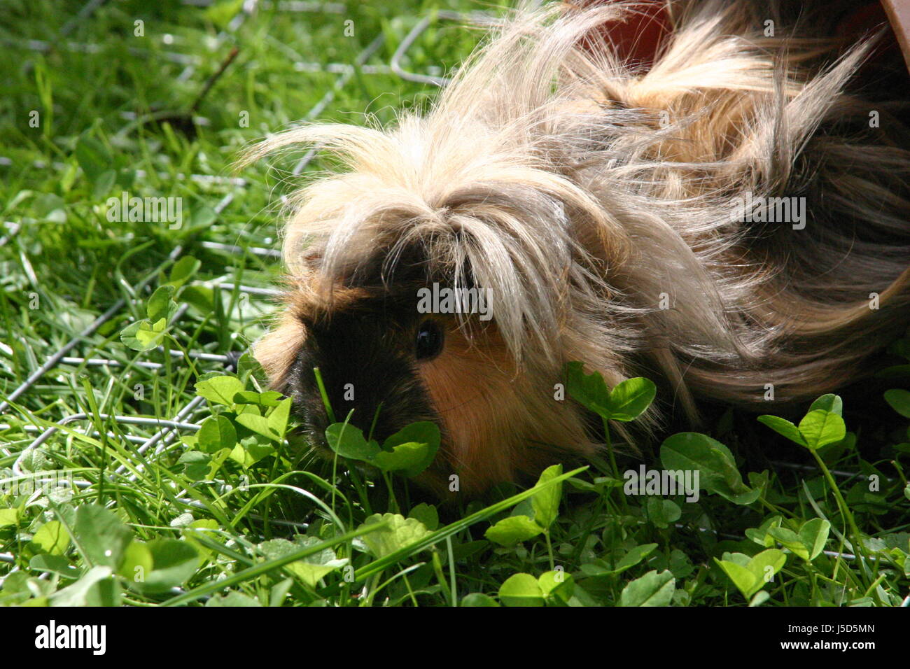 south america gnawers herbivore rosette guinea-pig vielfarben fluchttiere Stock Photo