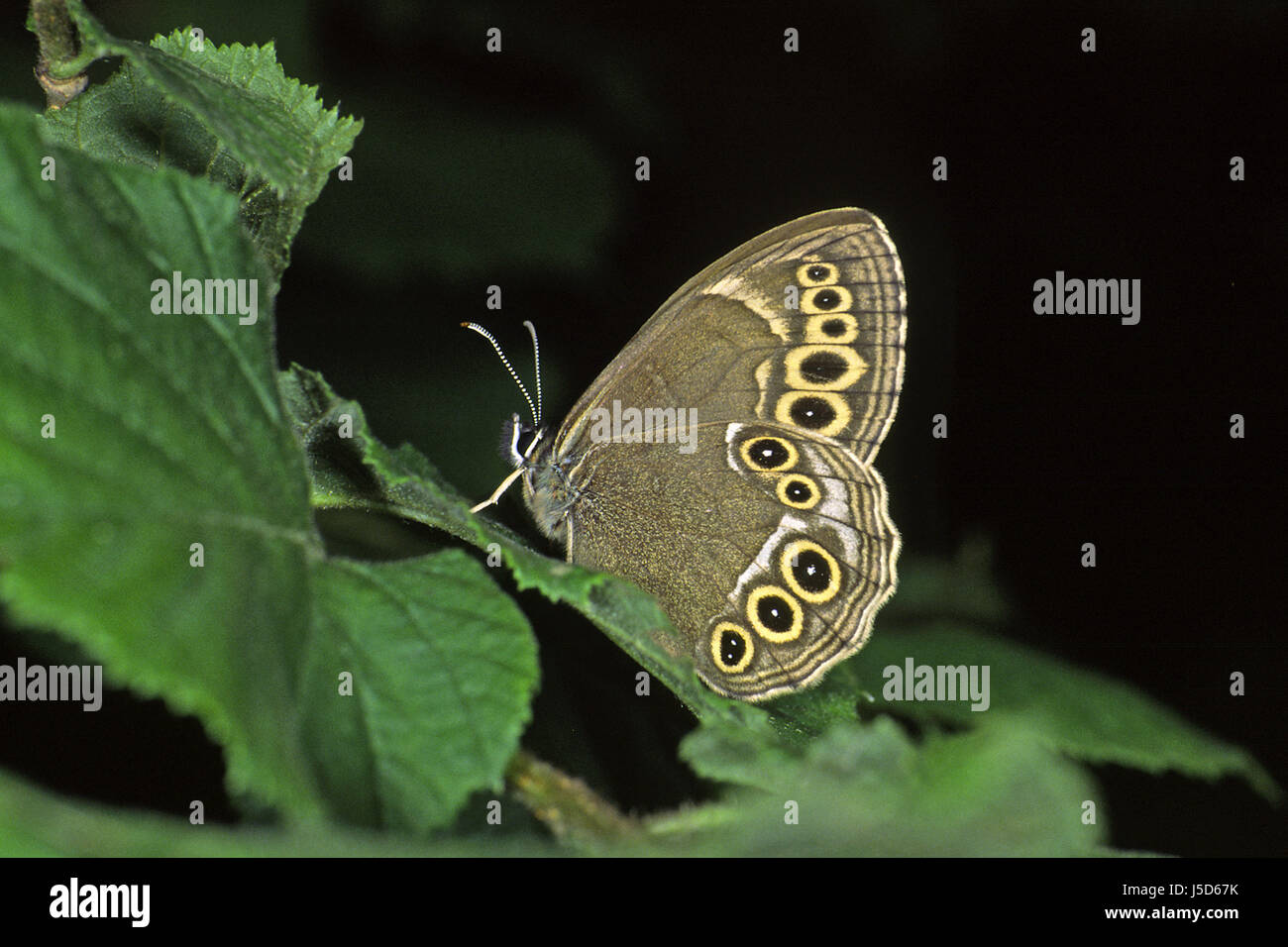 leaf brown brownish brunette butterfly butterflies browner lopinga achine Stock Photo
