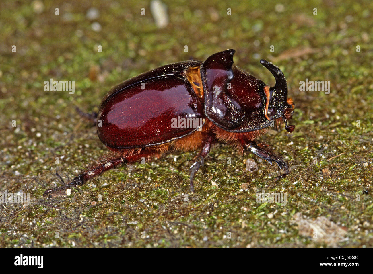insect insects brown brownish brunette horn beetle bright shiny oryctes ...