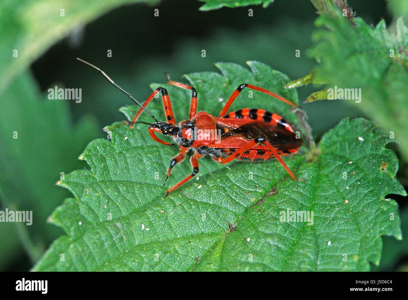 insects bug bugs rot red rhinocoris iracundus zornige raubwanze insekten Stock Photo