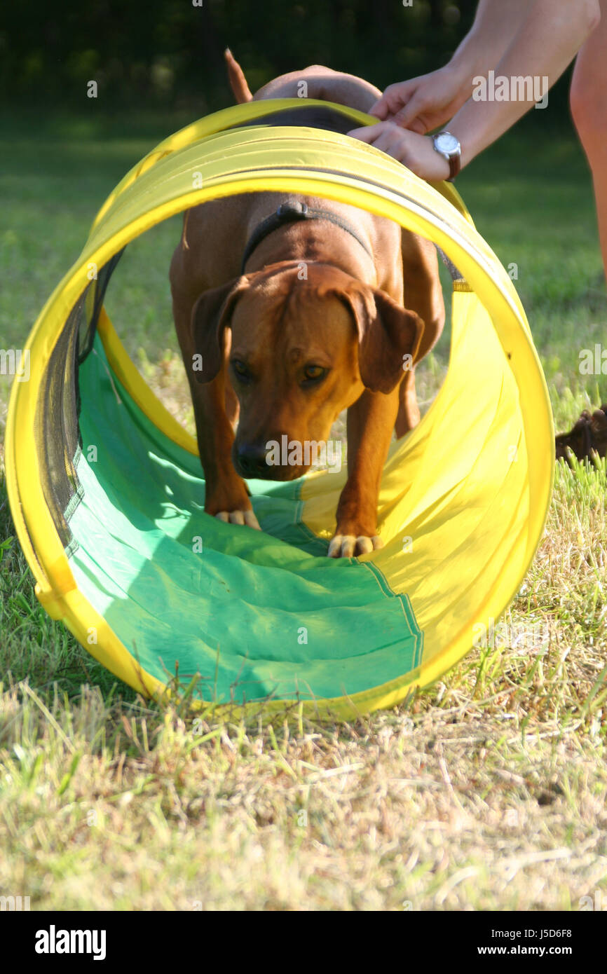 dog tunnel dogs fear learn training exercise hundausbildung rhodesian